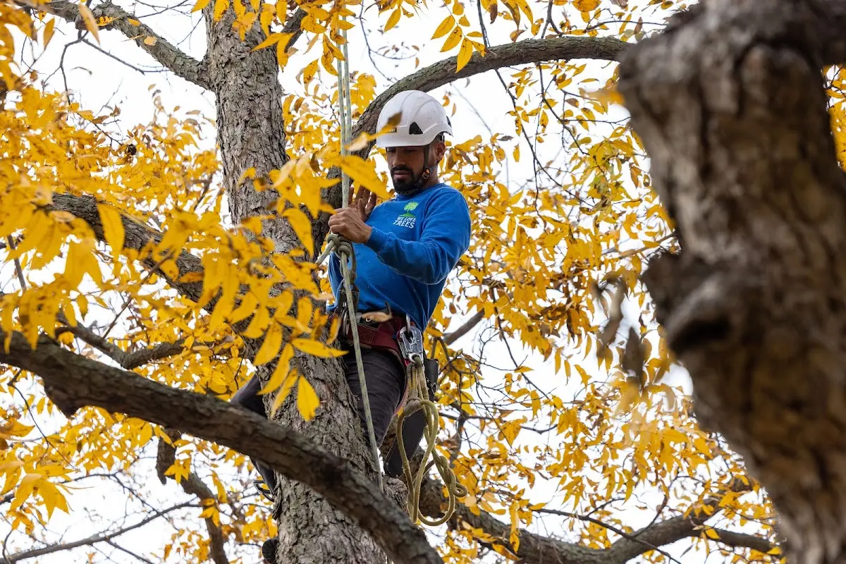 Skilled Tree Planing crew working in Laredo