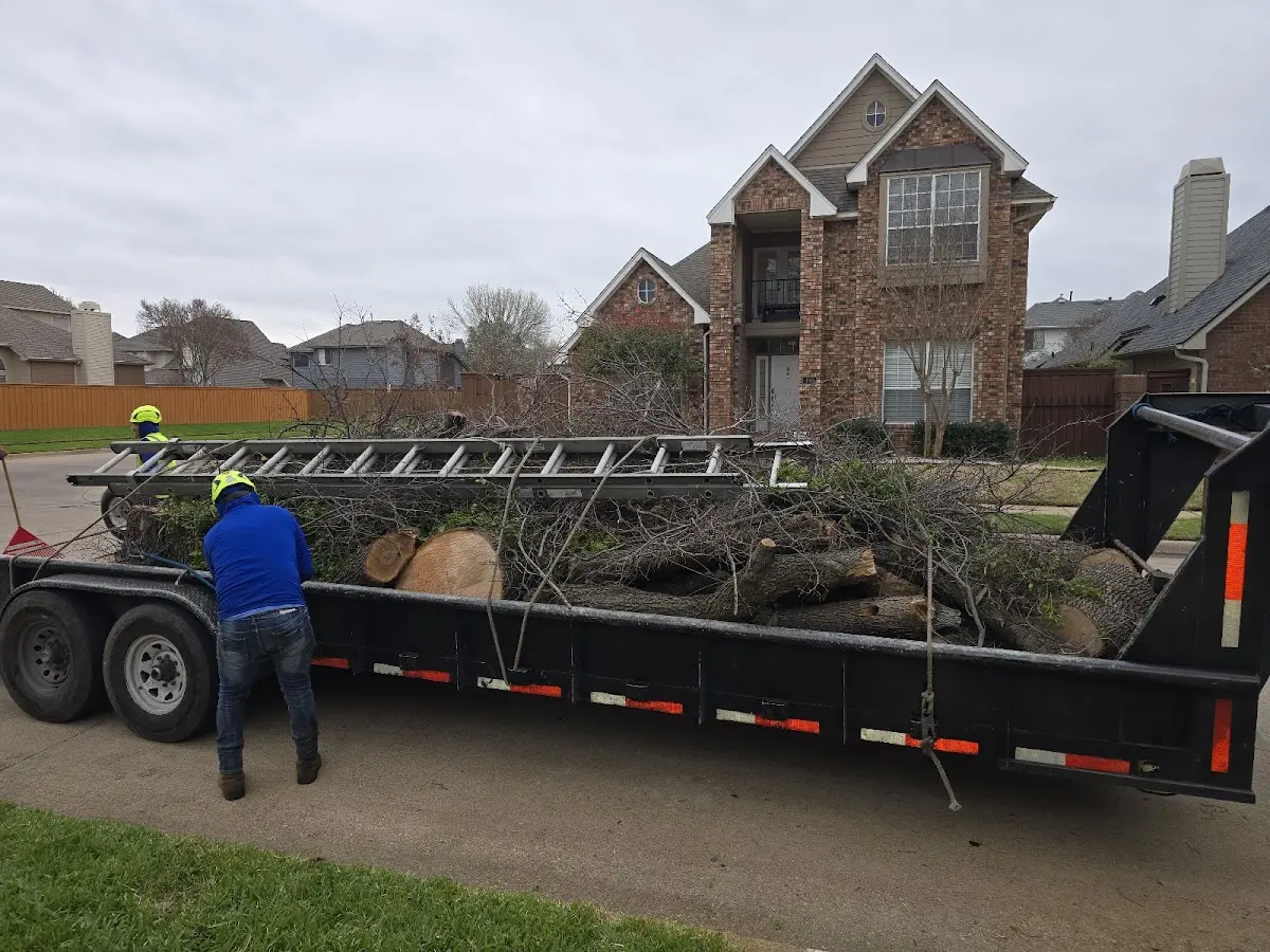Expert Tree Pest Control with proper safety equipment in Laredo